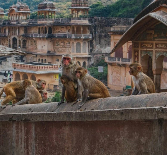 Golden Durado con Varanasi - Disha Destinos_page7_image